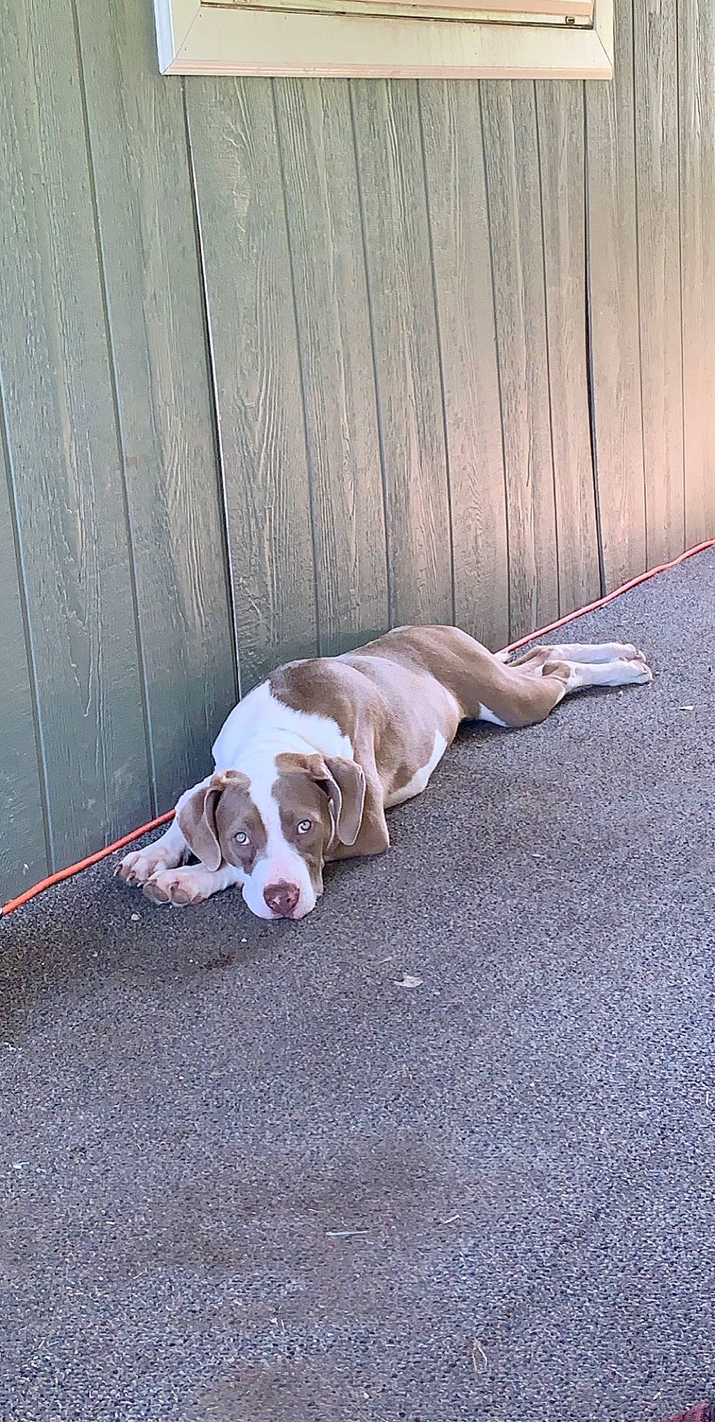 Baby Girl is registered to the contest to win money with this photo: asphalt, bulldog, carnivore, collar, comfort, companion_dog, concrete, dog, dog_breed, dog_collar, fawn, floor, flooring, hardwood, leash, road_surface, sidewalk, tail, wood, working_animal