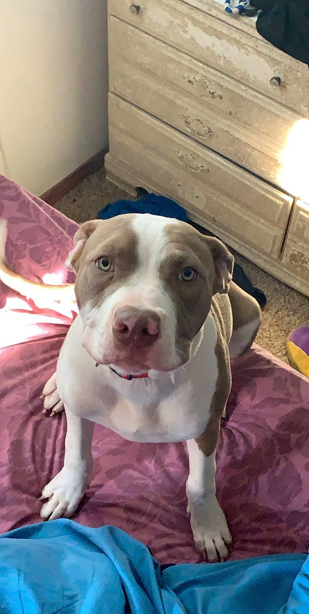 Baby Girl is registered to the contest to win money with this photo: canidae, carnivore, collar, companion_dog, dog, dog_breed, eye, fawn, liver, non_sporting_group, pet_supply, pink, pit_bull, plank, pointer, snout, sporting_group, whiskers, wood, working_animal