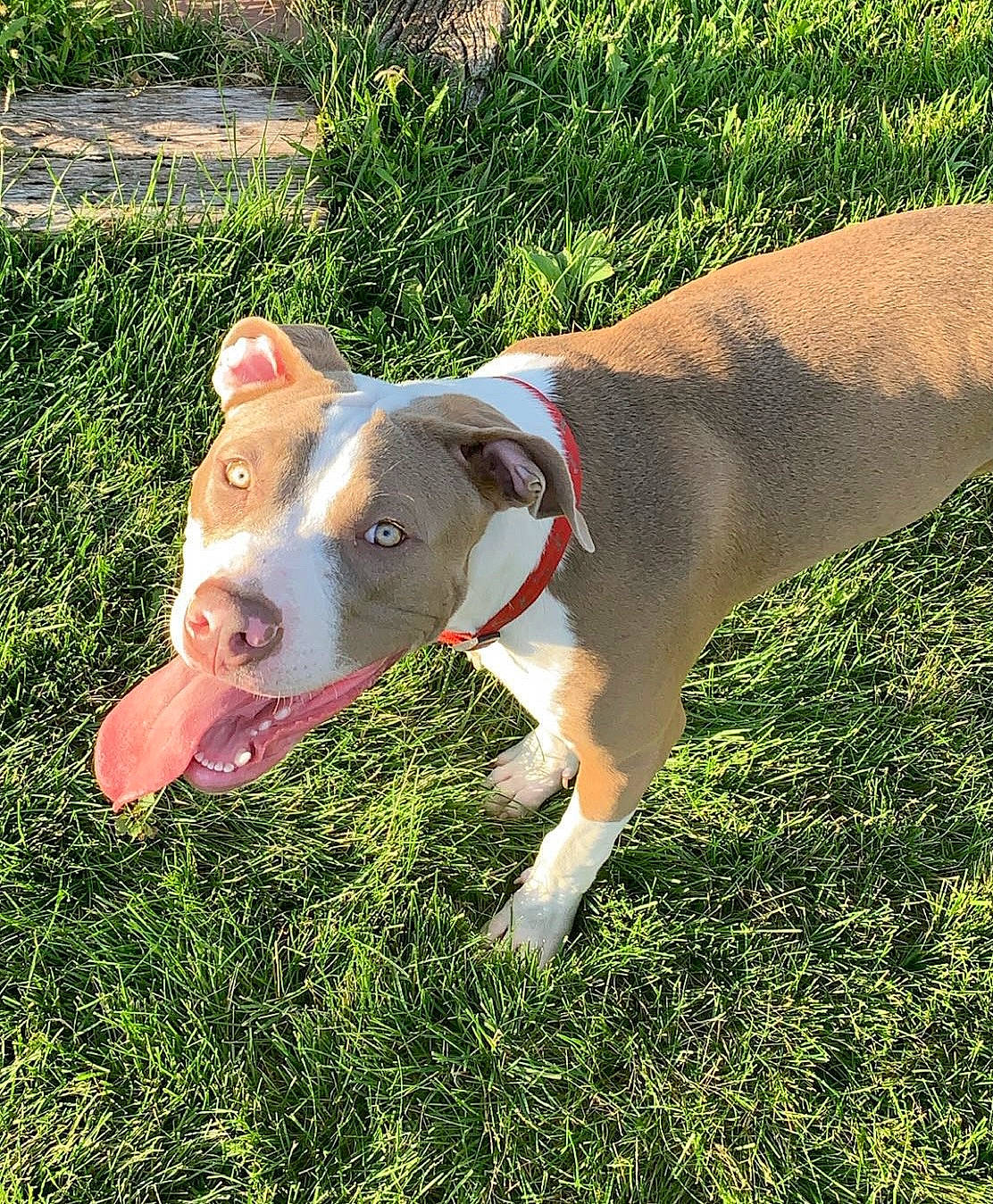 Baby Girl is registered to the contest to win money with this photo: canidae, carnivore, collar, companion_dog, dog, dog_breed, dog_collar, dog_supply, fawn, grass, non_sporting_group, pet_supply, plant, snout, sporting_group, tail, terrestrial_animal, whiskers, working_animal, working_dog