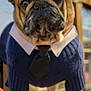 Mozart is registered to the contest to win money with this photo: dog, french_bulldog, pet, animal, sweater, tie, collar, clothing, standing, outdoor, wood, portrait, cute, brown, ears, face, paws, fur, canine, closeup