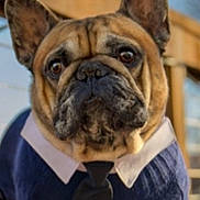 Mozart joined the competition — help win amazing prizes! dog, french_bulldog, pet, animal, clothing, sweater, tie, collar, portrait, close_up, face, ears, brown, black, cute, indoors, serious, costume, fashion, domestic_animal