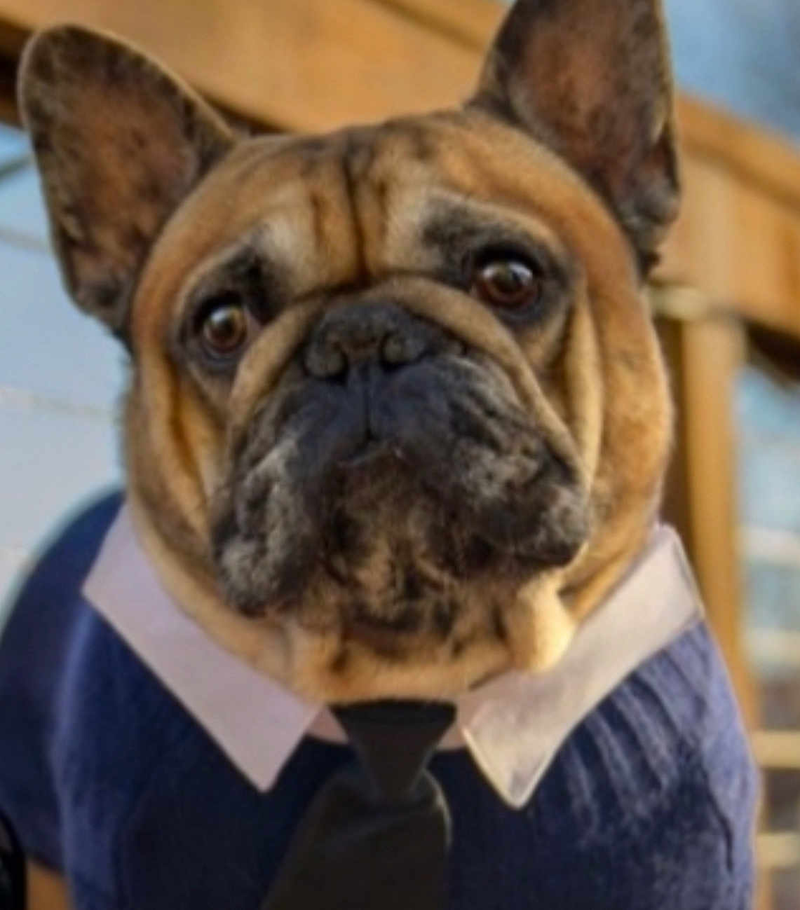 Mozart joined the competition — help win amazing prizes! dog, french_bulldog, pet, animal, clothing, sweater, tie, collar, portrait, close_up, face, ears, brown, black, cute, indoors, serious, costume, fashion, domestic_animal