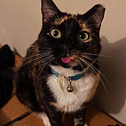 Banana joined the competition — help win amazing prizes! cat, tortoiseshell, pet, animal, indoor, collar, tongue_out, whiskers, curious, feline, cute, closeup, portrait, sitting, fur, green_eyes, playful, domestic_cat, alert, box