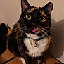 cat, tortoiseshell, pet, animal, indoor, collar, tongue_out, whiskers, curious, feline, cute, closeup, portrait, sitting, fur, green_eyes, playful, domestic_cat, alert, box