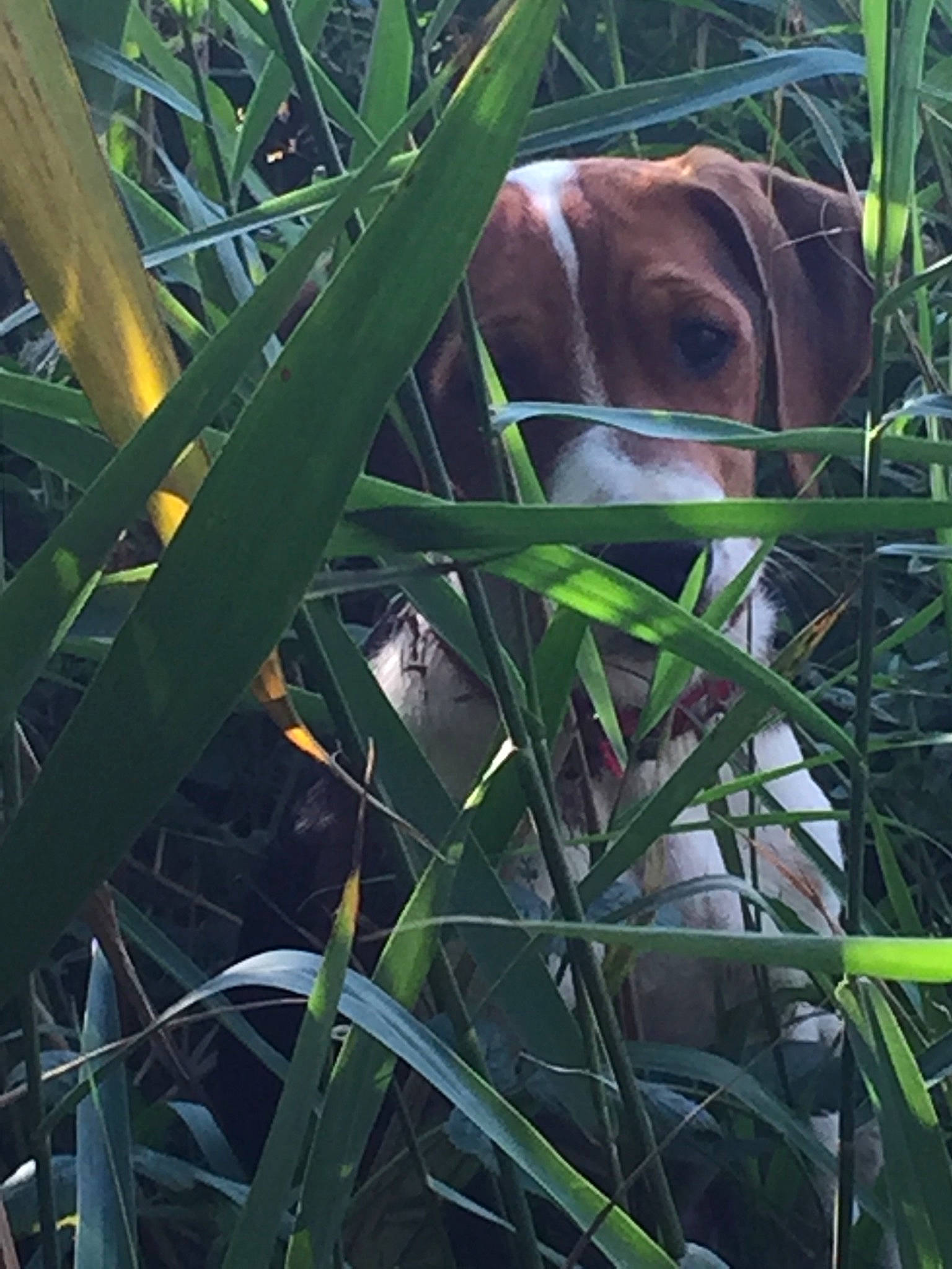 Kirua participe au concours pour gagner de l'argent avec cette photo : canidae, fawn, grass, grass_family, phragmites, plant, plant_stem, sporting_group, wildlife
