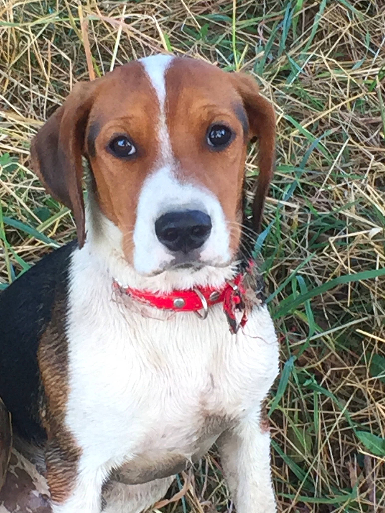 Kirua participe au concours pour gagner de l'argent avec cette photo : american_foxhound, beagle, beagle_harrier, canidae, carnivore, companion_dog, dog, dog_breed, english_coonhound, english_foxhound, estonian_hound, finnish_hound, hamiltonstovare, harrier, hound, mammal, posavac_hound, serbian_tricolour_hound, treeing_walker_coonhound, vertebrate