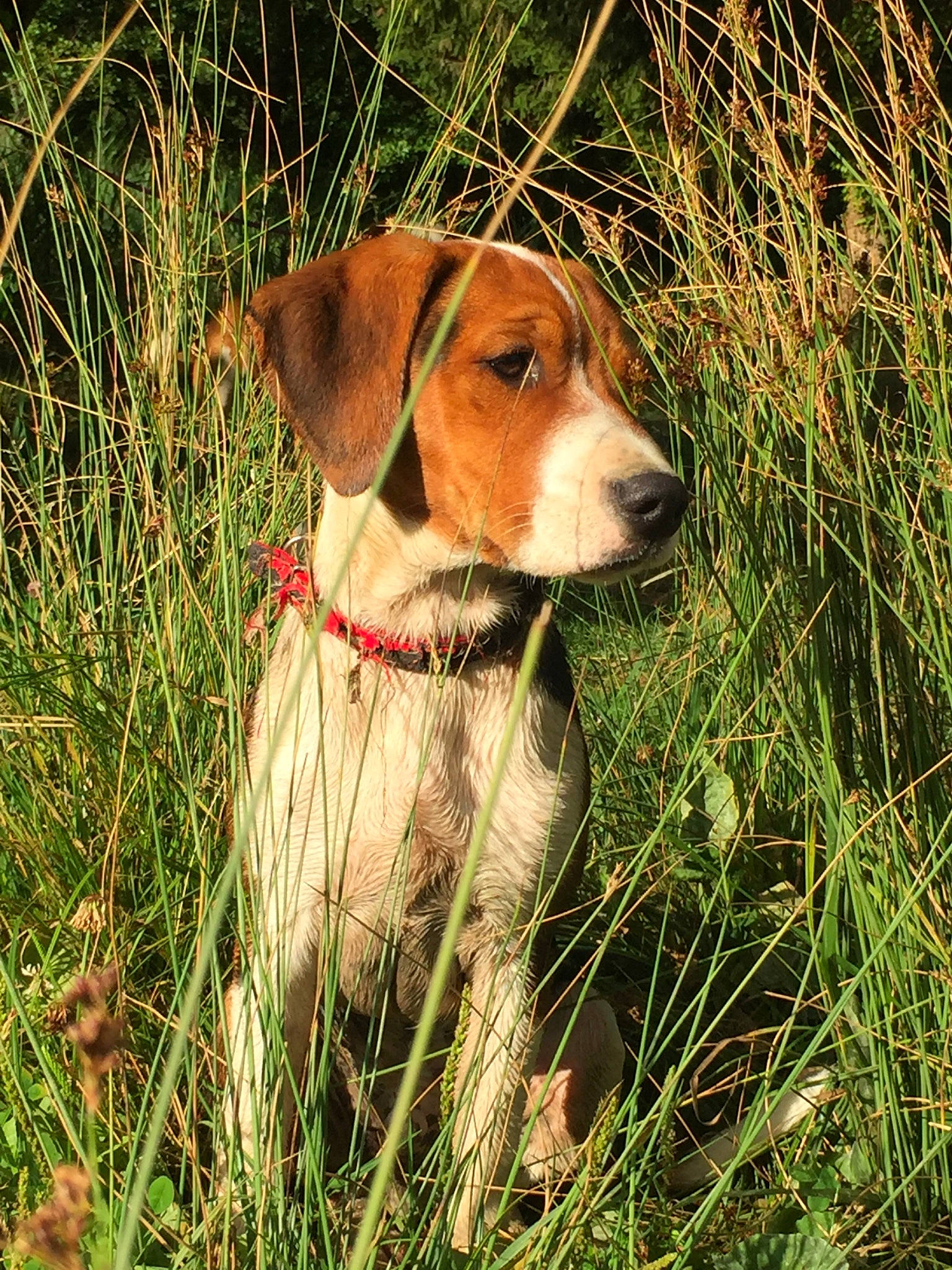 Kirua a rejoint le concours — aidez-le/la à gagner de superbes lots ! american_foxhound, beagle_harrier, braque_saint_germain, canidae, carnivore, companion_dog, dog, dog_breed, english_coonhound, english_foxhound, estonian_hound, grass, harrier, hunting_dog, mammal, posavac_hound, rare_breed_dog, sporting_group, treeing_walker_coonhound, vertebrate