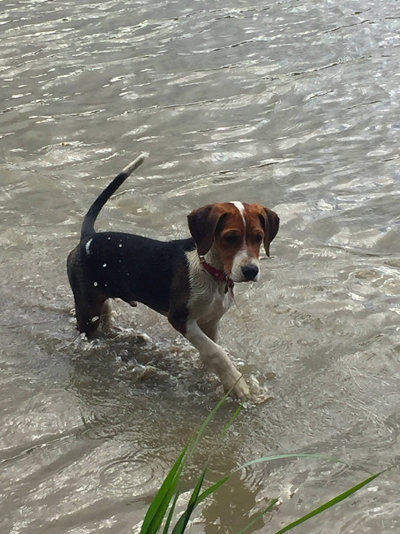 Kirua participe au concours pour gagner de l'argent avec cette photo : american_foxhound, beagle, canidae, carnivore, companion_dog, dog, dog_breed, english_coonhound, english_foxhound, estonian_hound, finnish_hound, hamiltonstovare, harrier, hunting_dog, mammal, serbian_hound, serbian_tricolour_hound, sporting_group, treeing_walker_coonhound, vertebrate