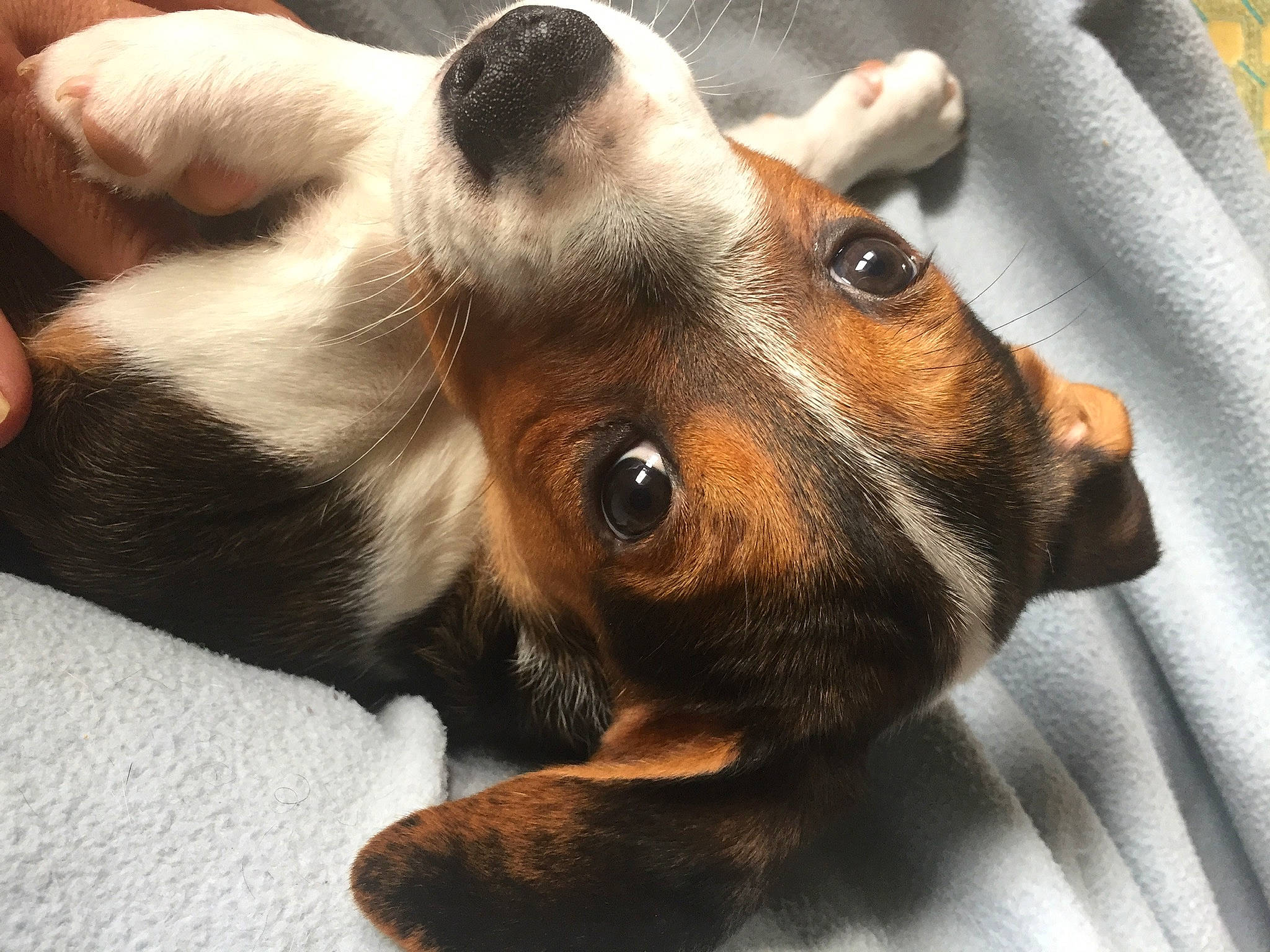 Kirua a rejoint le concours — aidez-le/la à gagner de superbes lots ! brazilian_terrier, canidae, carnivore, companion_dog, dog, dog_breed, ear, eye, fawn, fox_terrier, mammal, miniature_fox_terrier, nose, paw, puppy, puppy_love, snout, vertebrate, whiskers