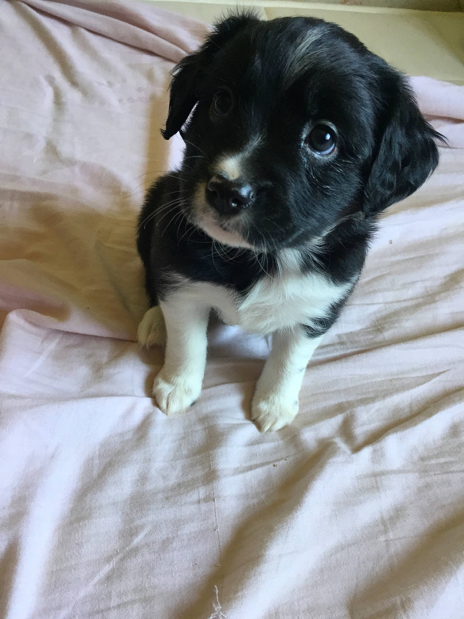 Plume participe au concours pour gagner de l'argent avec cette photo : beagador, borador, canidae, carnivore, companion_dog, dog, dog_breed, mammal, puppy, rare_breed_dog, snout, sporting_group, stabyhoun, vertebrate