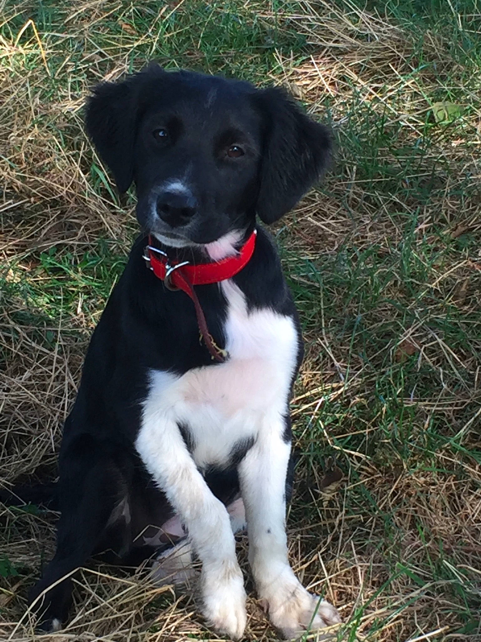 Plume participe au concours pour gagner de l'argent avec cette photo : borador, canidae, carnivore, companion_dog, dog, dog_breed, eurohound, feist, hunting_dog, large_munsterlander, mammal, mcnab, pointing_breed, rare_breed_dog, small_munsterlander, snout, spaniel, sporting_group, stabyhoun, vertebrate