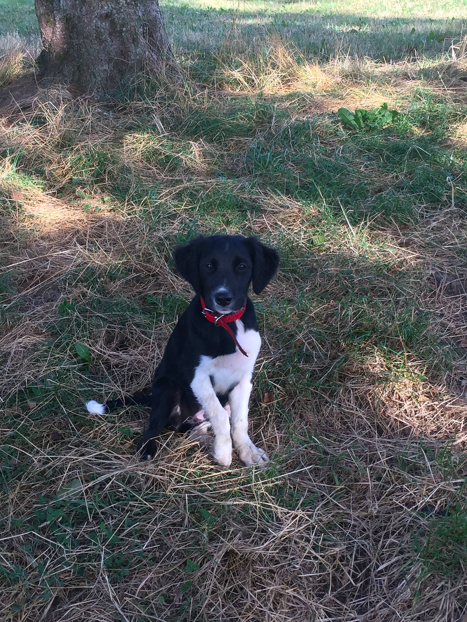 Plume participe au concours pour gagner de l'argent avec cette photo : borador, canidae, carnivore, dog, dog_breed, eurohound, feist, field_trial, hunting_dog, mammal, pointer, pointing_breed, small_munsterlander, sporting_group, stabyhoun, vertebrate