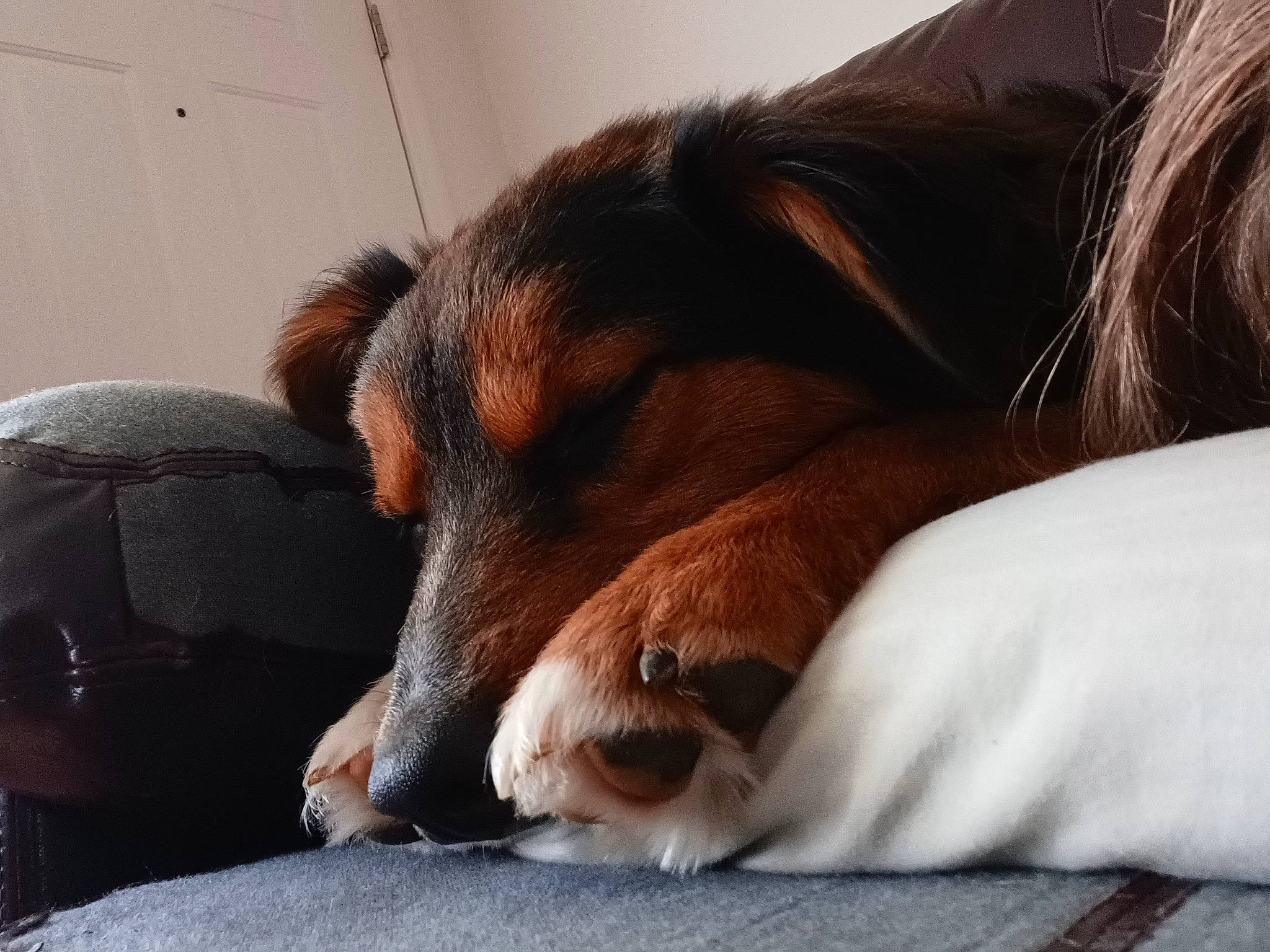 Mocha joined the competition — help win amazing prizes! canidae, carnivore, claw, comfort, companion_dog, dog, dog_breed, ear, fur, hardwood, liver, nap, paw, sporting_group, terrestrial_animal, whiskers, wood