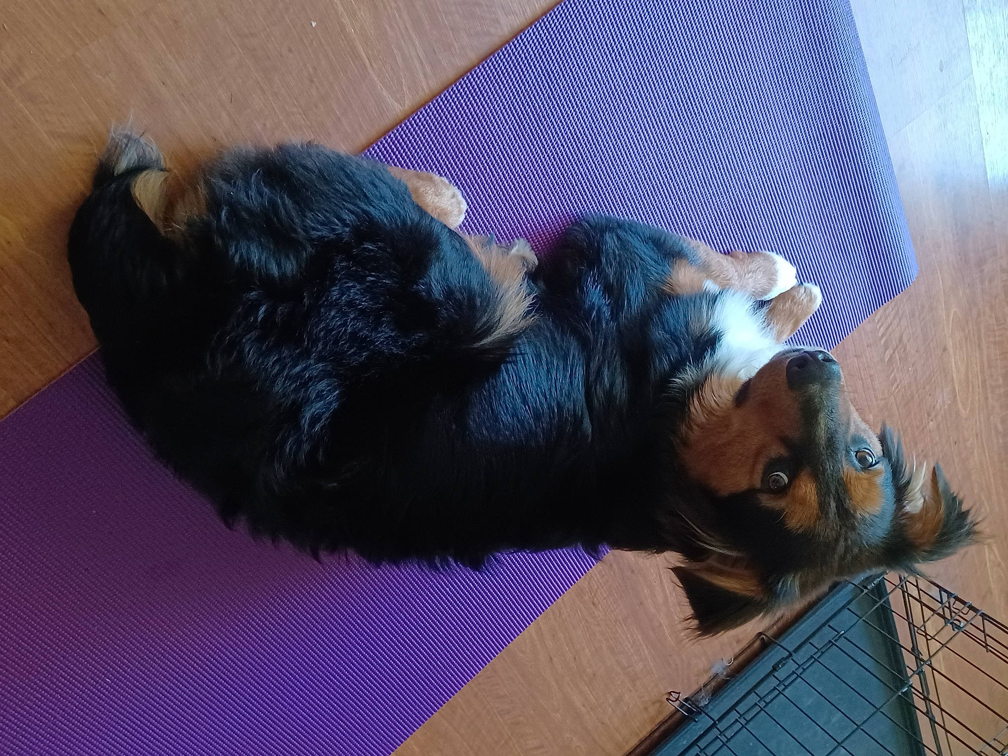 Mocha is registered to the contest to win money with this photo: carnivore, comfort, companion_dog, dog, dog_breed, fawn, felidae, flooring, foot, fur, liver, mammal, paw, small_to_medium_sized_cats, snout, sporting_group, tail, vertebrate, whiskers, wood