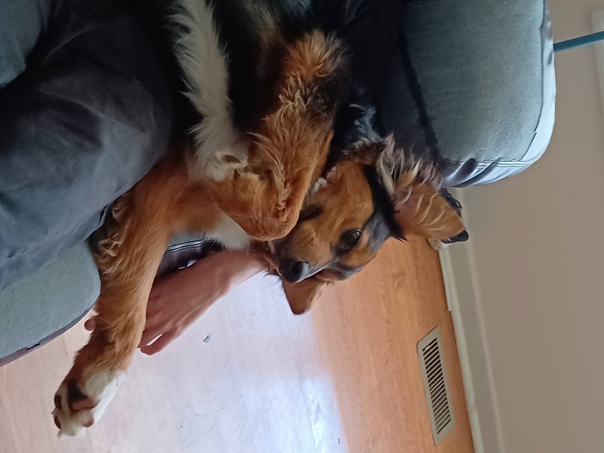 Mocha joined the competition — help win amazing prizes! canidae, carnivore, claw, comfort, companion_dog, dog, dog_breed, fawn, flooring, fun, fur, gesture, hardwood, human_leg, paw, snout, sporting_group, sunglasses, tree, wood