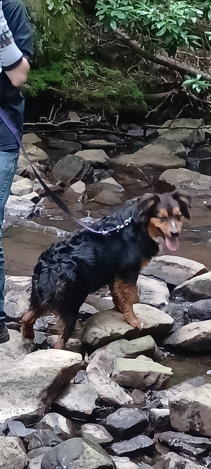 Mocha joined the competition — help win amazing prizes! adventure, bedrock, canidae, carnivore, denim, dog, dog_breed, fur, jeans, plant, rock, soil, sporting_group, terrestrial_animal, walking, water, working_animal, working_dog