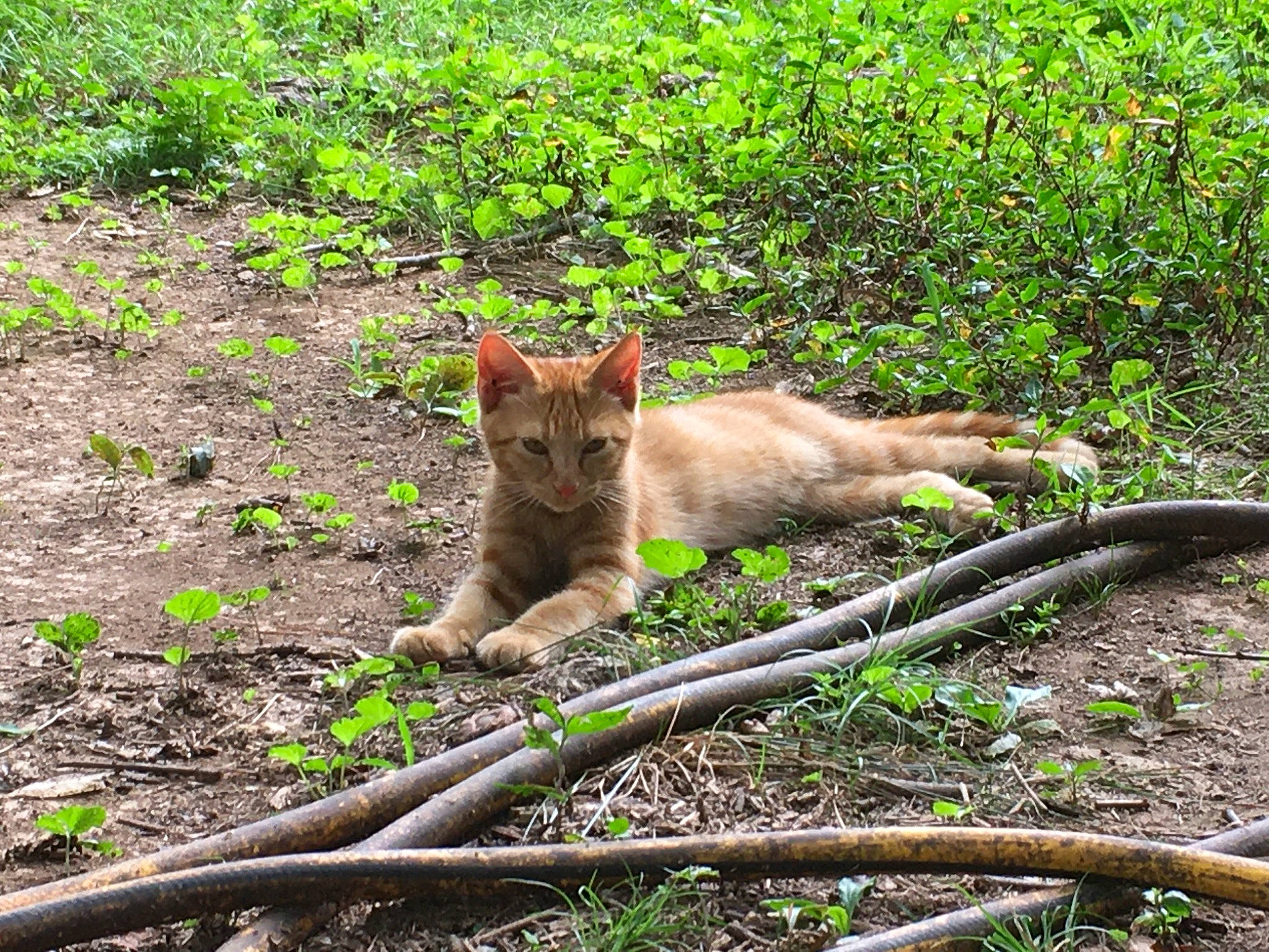 Blossom is registered to the contest to win money with this photo: carnivore, cat, domestic_short_haired_cat, fawn, felidae, fur, grass, groundcover, mammal, plant, small_to_medium_sized_cats, snout, soil, tail, terrestrial_animal, tree, trunk, vertebrate, whiskers, wildlife