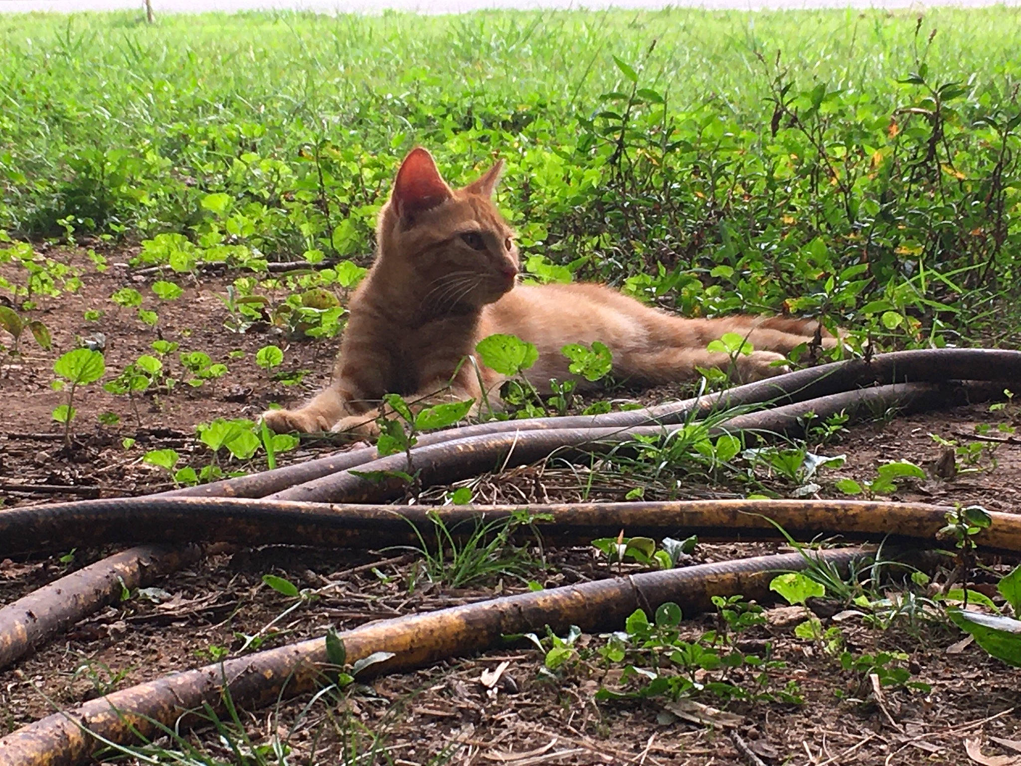 Blossom is registered to the contest to win money with this photo: canidae, carnivore, cat, dog_breed, domestic_short_haired_cat, fawn, felidae, grass, grassland, pasture, plant, small_to_medium_sized_cats, snout, soil, sporting_group, tail, terrestrial_animal, whiskers, wood, working_animal