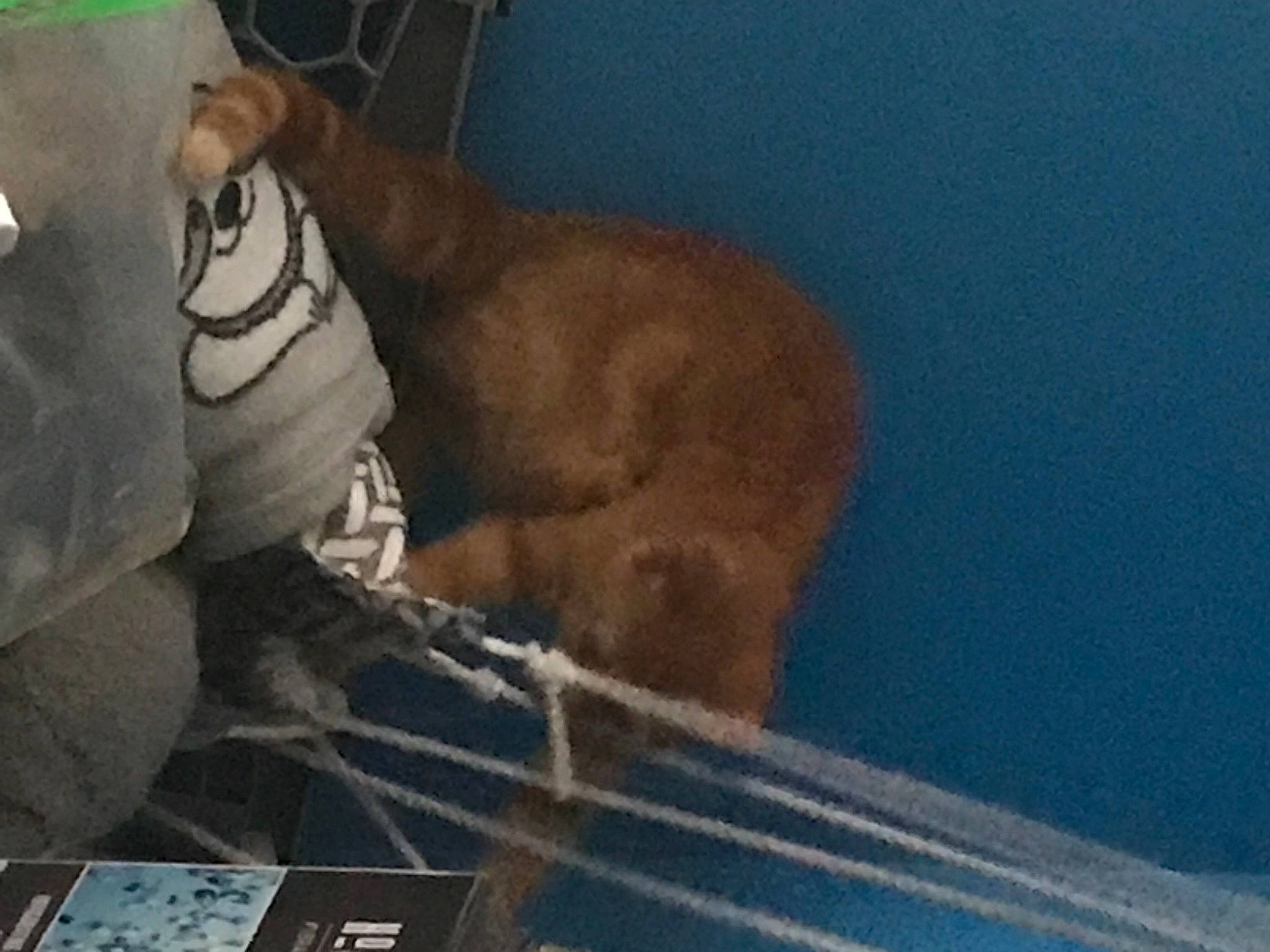 Blossom is registered to the contest to win money with this photo: art, fawn, felidae, liver, sculpture, snout, terrestrial_animal, wood, wrinkle