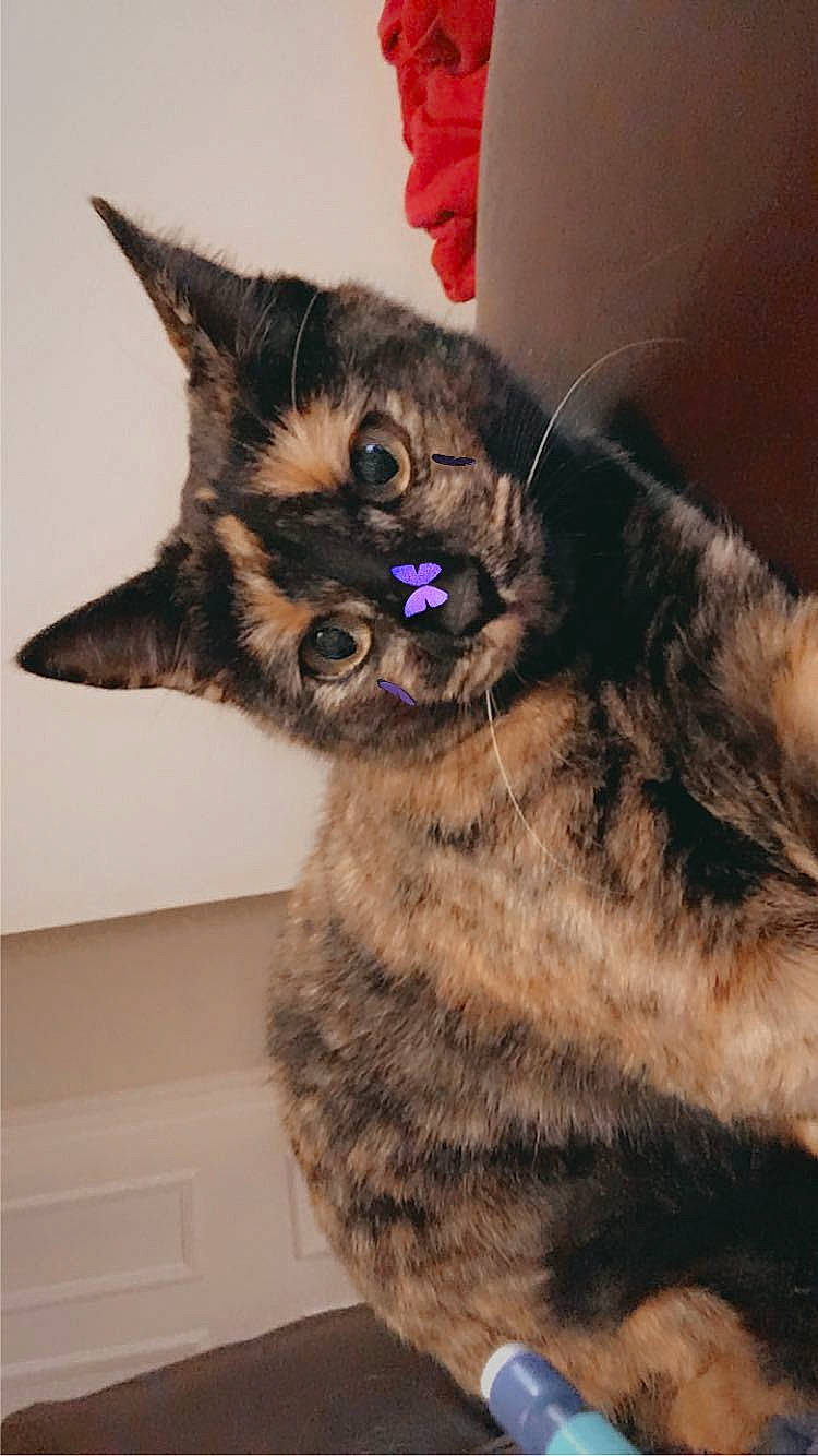 Tiger is registered to the contest to win money with this photo: carnivore, cat, claw, domestic_short_haired_cat, ear, fawn, felidae, fur, paw, small_to_medium_sized_cats, snout, tail, whiskers