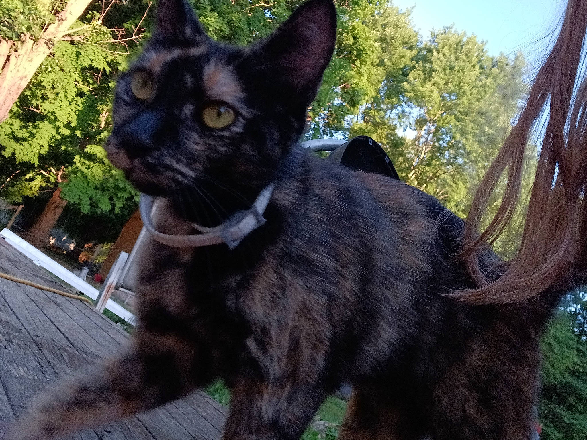 Tiger joined the competition — help win amazing prizes! black_cat, carnivore, cat, claw, collar, domestic_short_haired_cat, felidae, fur, grass, plant, sitting, sky, small_to_medium_sized_cats, snout, tail, terrestrial_animal, tree, trunk, whiskers, working_animal