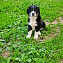 puppy, dog, grass, greenery, outdoor, yard, nature, cute, animal, black_and_white, fur, playful, sitting, three_dogs, puppies, rustic, wheel, stone, plants, daylight