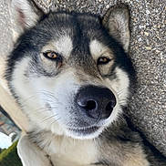 Winter participe au concours pour gagner de l'argent avec cette photo : dog, husky, close_up, outdoor, pet, animal, lying_down, face, fur, nose, ears, whiskers, relaxed, muzzle, portrait, canine, friendly, cute, sleepy, texture