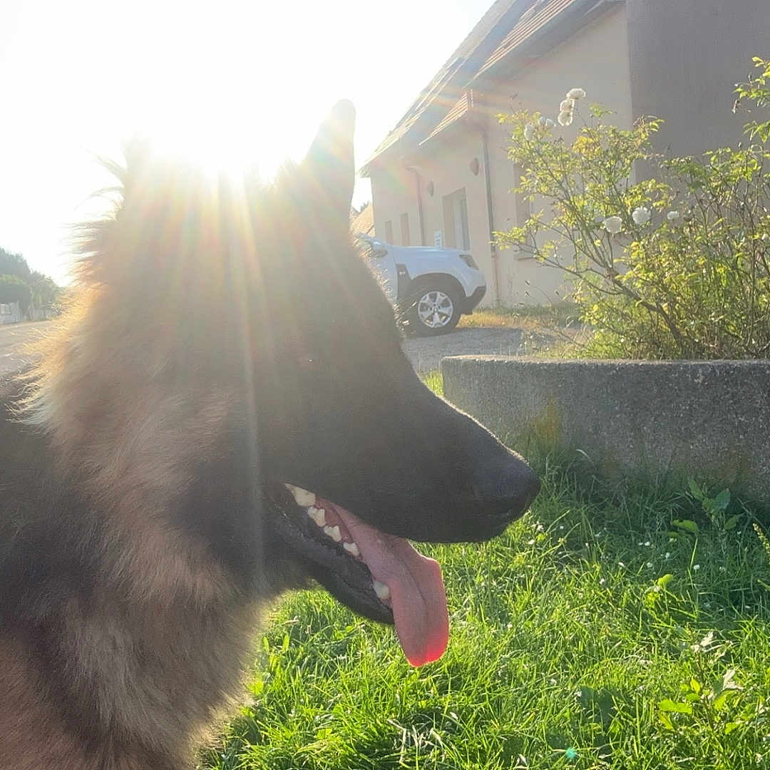 Bailey a rejoint le concours — aidez-le/la à gagner de superbes lots ! animal, baby, canine, car, dog, germanshepherd, grass, machine, nature, outdoors, person, pet, plant, sky, sun, transportation, tree, vehicle, wheel, yard