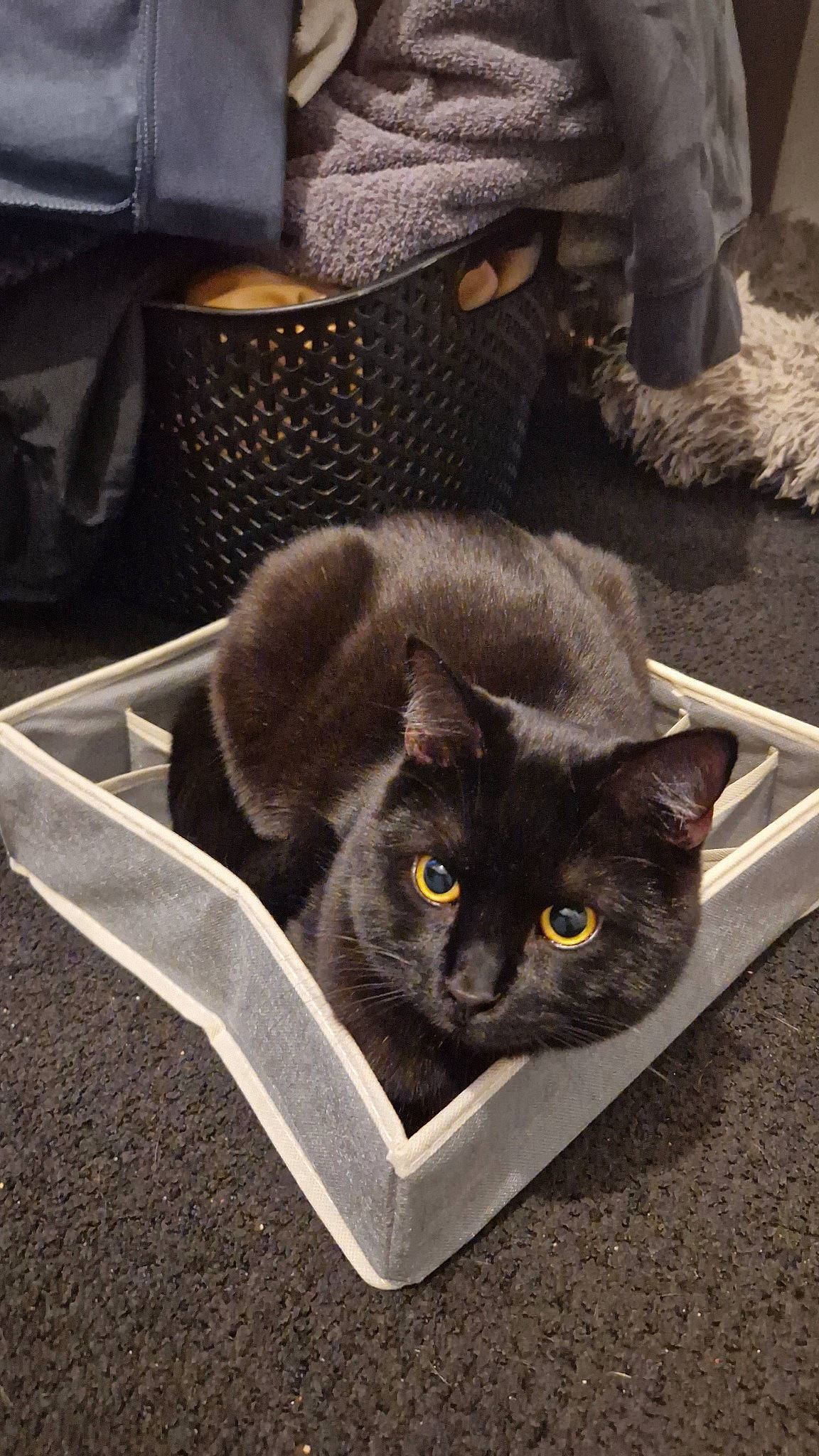 Neko a rejoint le concours — aidez-le/la à gagner de superbes lots ! black_cat, bombay, box, carnivore, cat, cat_supply, chair, comfort, domestic_short_haired_cat, felidae, fur, grey, sitting, small_to_medium_sized_cats, snout, tail, whiskers, window, wood