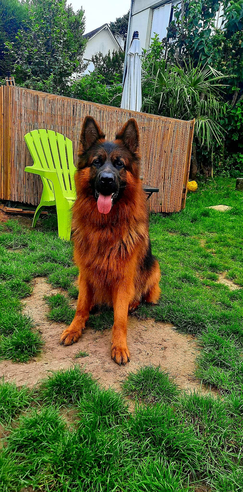 Alpha a rejoint le concours — aidez-le/la à gagner de superbes lots ! canidae, carnivore, companion_dog, dog, dog_breed, dog_supply, fawn, fence, grass, home_fencing, liver, old_german_shepherd_dog, outdoor_furniture, plant, snout, sporting_group, tree, water_dog, working_animal, working_dog