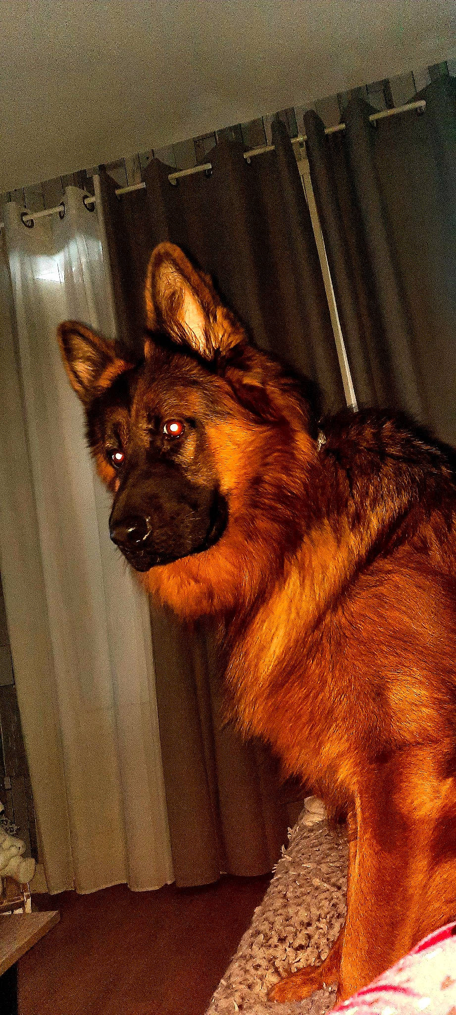 Alpha participe au concours pour gagner de l'argent avec cette photo : canidae, carnivore, companion_dog, dog, dog_breed, door, fawn, fur, german_shepherd_dog, herding_dog, king_shepherd, liver, snout, sporting_group, terrestrial_animal, tervuren, whiskers, window, wood, working_dog