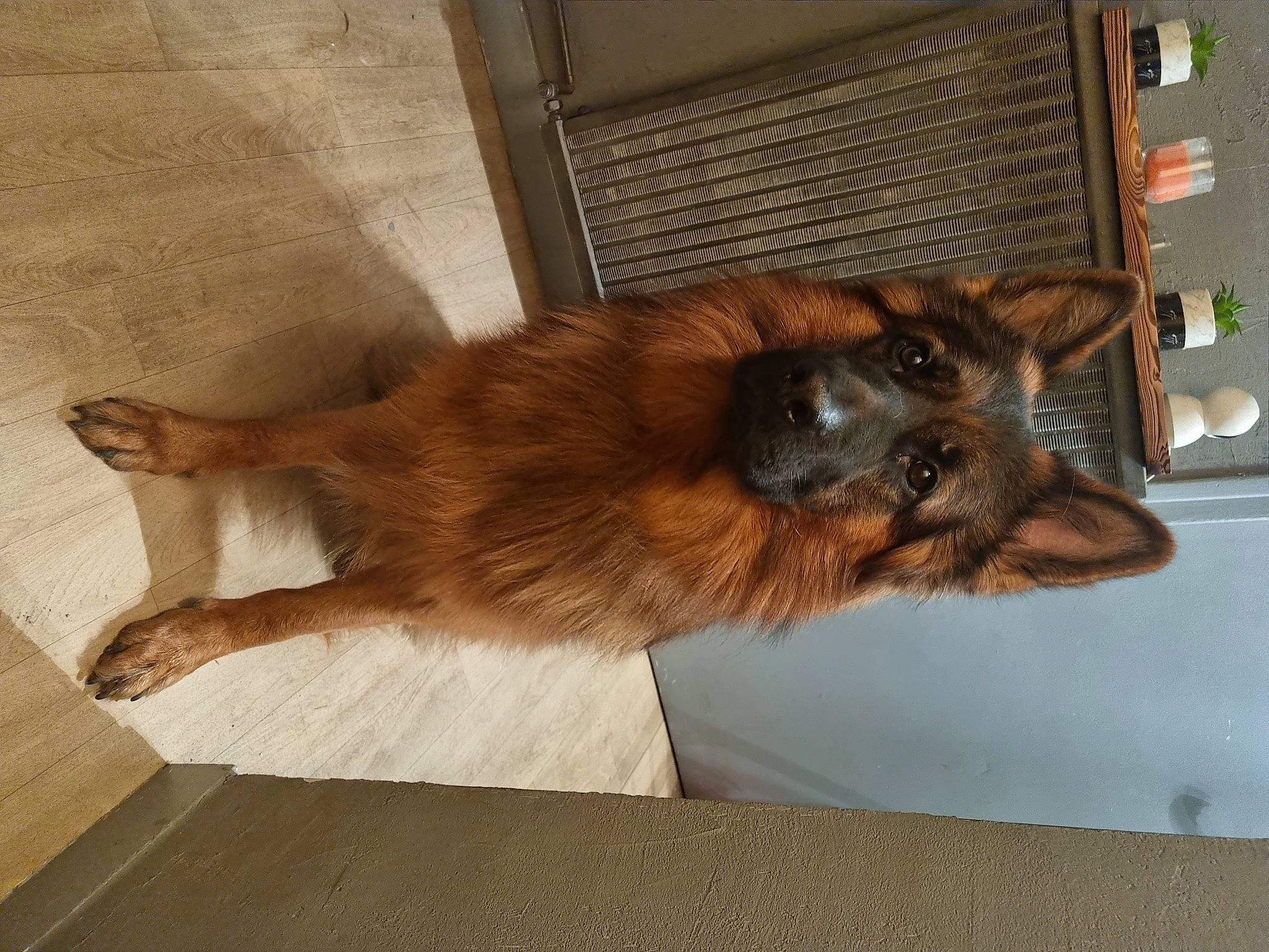 Alpha a rejoint le concours — aidez-le/la à gagner de superbes lots ! canidae, carnivore, comfort, companion_dog, dog, dog_breed, fawn, flooring, fur, hardwood, liver, nap, paw, small_to_medium_sized_cats, snout, sporting_group, tail, whiskers, wood, working_animal