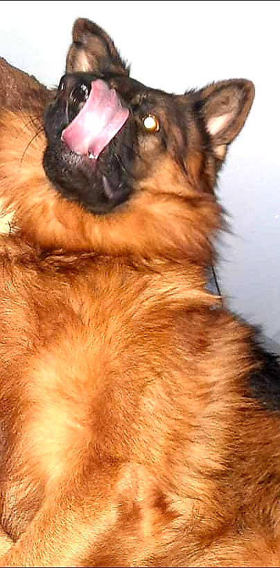 Alpha a rejoint le concours — aidez-le/la à gagner de superbes lots ! canidae, carnivore, close_up, collar, companion_dog, dog, dog_breed, ear, fawn, german_shepherd_dog, herding_dog, jaw, king_shepherd, liver, old_german_shepherd_dog, snout, sporting_group, vertebrate, whiskers, working_animal