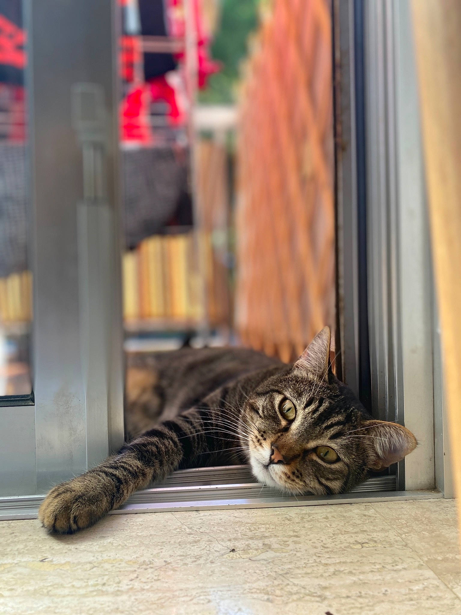 Hermes a rejoint le concours — aidez-le/la à gagner de superbes lots ! american_shorthair, asian, carnivore, cat, domestic_short_haired_cat, dragon_li, european_shorthair, felidae, fur, kitten, small_to_medium_sized_cats, tabby_cat, toyger, whiskers, wild_cat, window