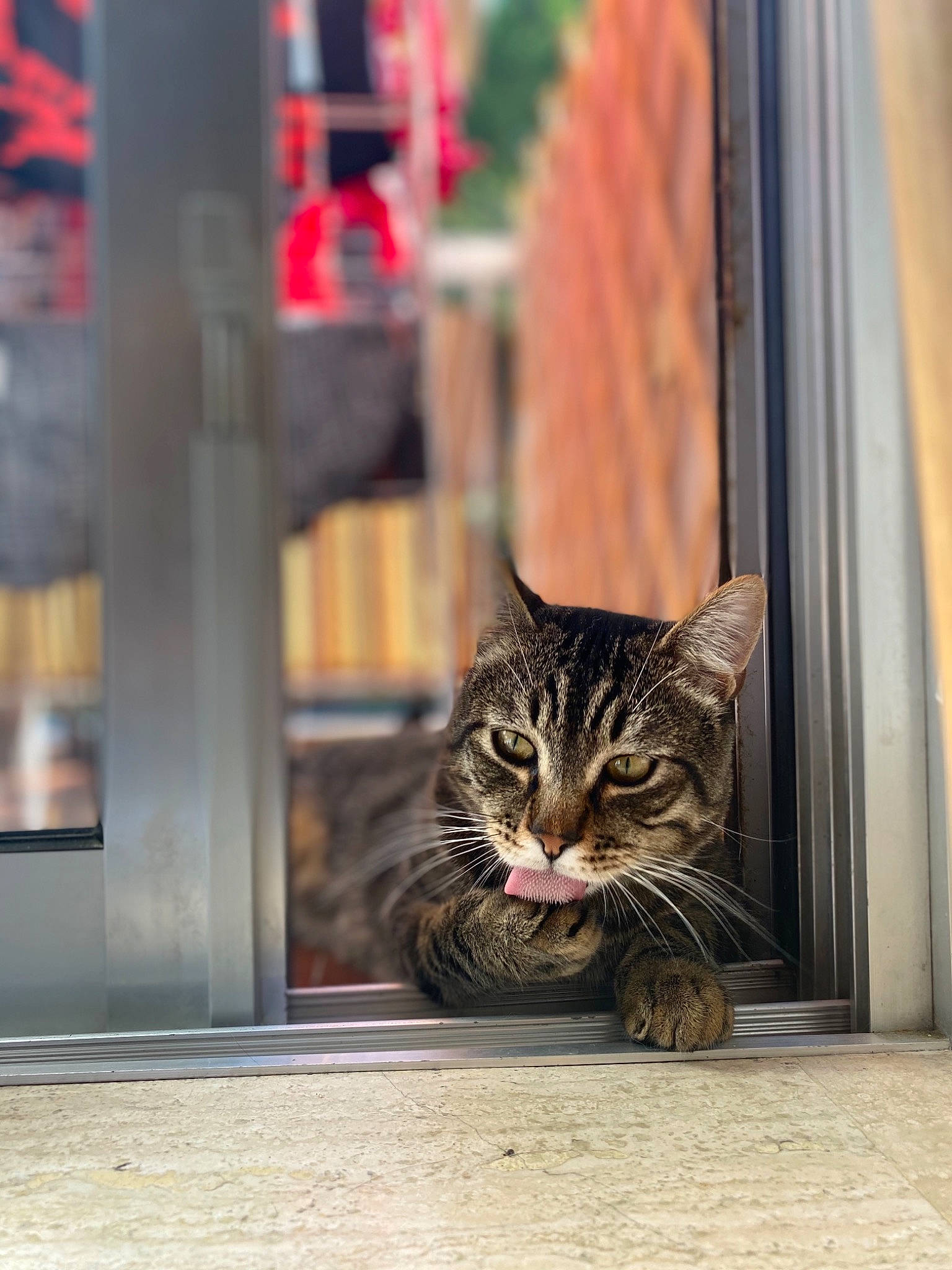 Hermes a rejoint le concours — aidez-le/la à gagner de superbes lots ! asian, carnivore, cat, domestic_short_haired_cat, dragon_li, european_shorthair, felidae, fur, kitten, small_to_medium_sized_cats, snapshot, snout, tabby_cat, toyger, whiskers, wild_cat, window