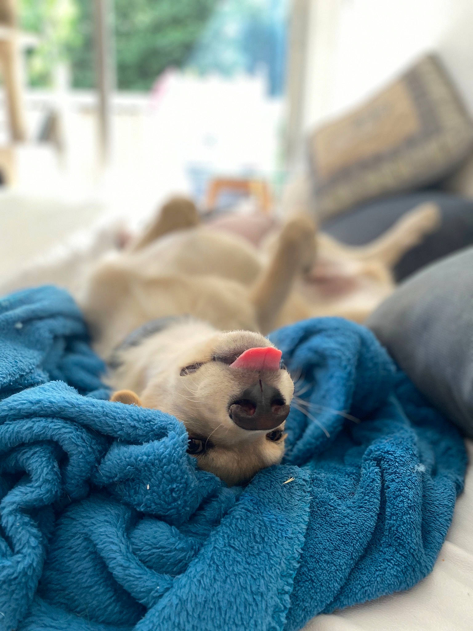 Aron participe au concours pour gagner de l'argent avec cette photo : canidae, carnivore, companion_dog, dog, dog_breed, fawn, golden_retriever, labrador_retriever, nap, paw, pomeranian, puppy, retriever, sleep, snout, sporting_group