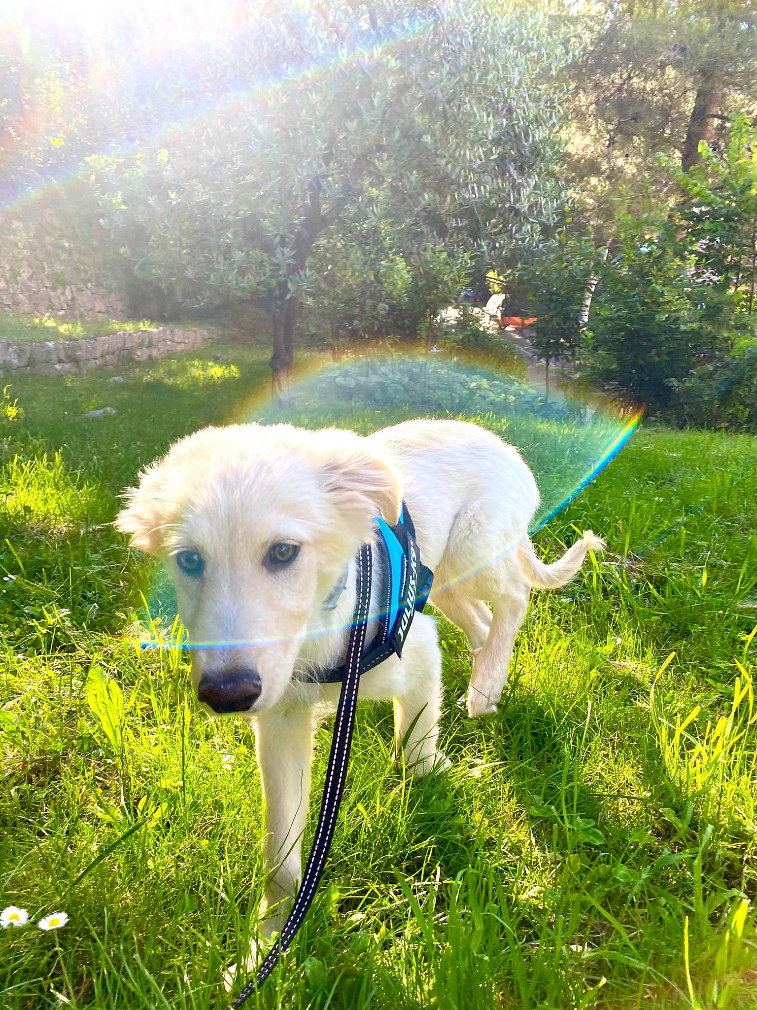 Aron a rejoint le concours — aidez-le/la à gagner de superbes lots ! adventure, akbash_dog, canidae, carnivore, companion_dog, dog, dog_breed, fawn, golden_retriever, grass, labrador_retriever, mammal, plant, puppy, retriever, sporting_group, sunlight, tree, vertebrate