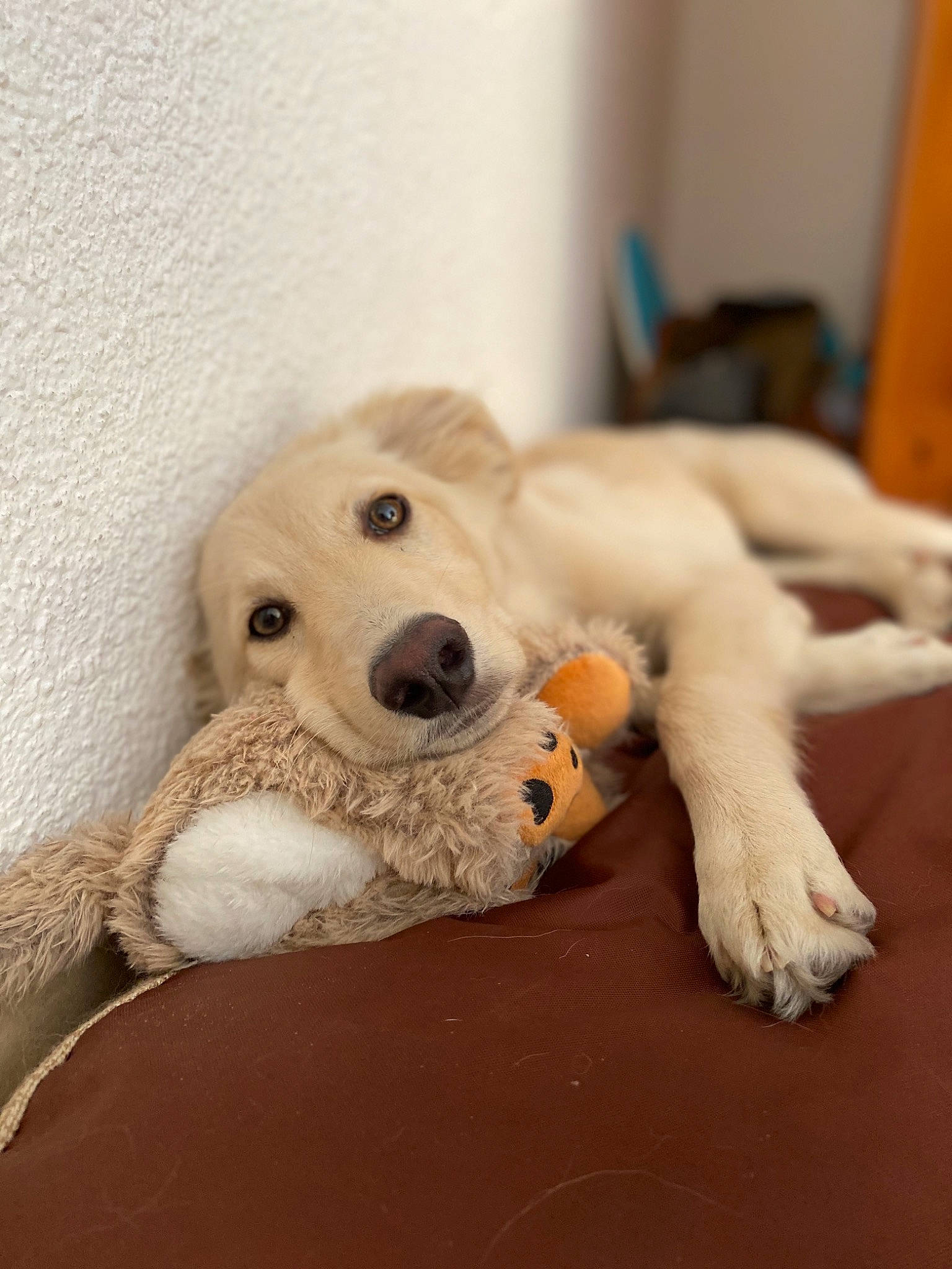 Aron participe au concours pour gagner de l'argent avec cette photo : akbash_dog, canidae, carnivore, companion_dog, dog, dog_breed, dog_toy, fawn, golden_retriever, labrador_retriever, mammal, maremma_sheepdog, paw, puppy, rare_breed_dog, retriever, snout, sporting_group, vertebrate