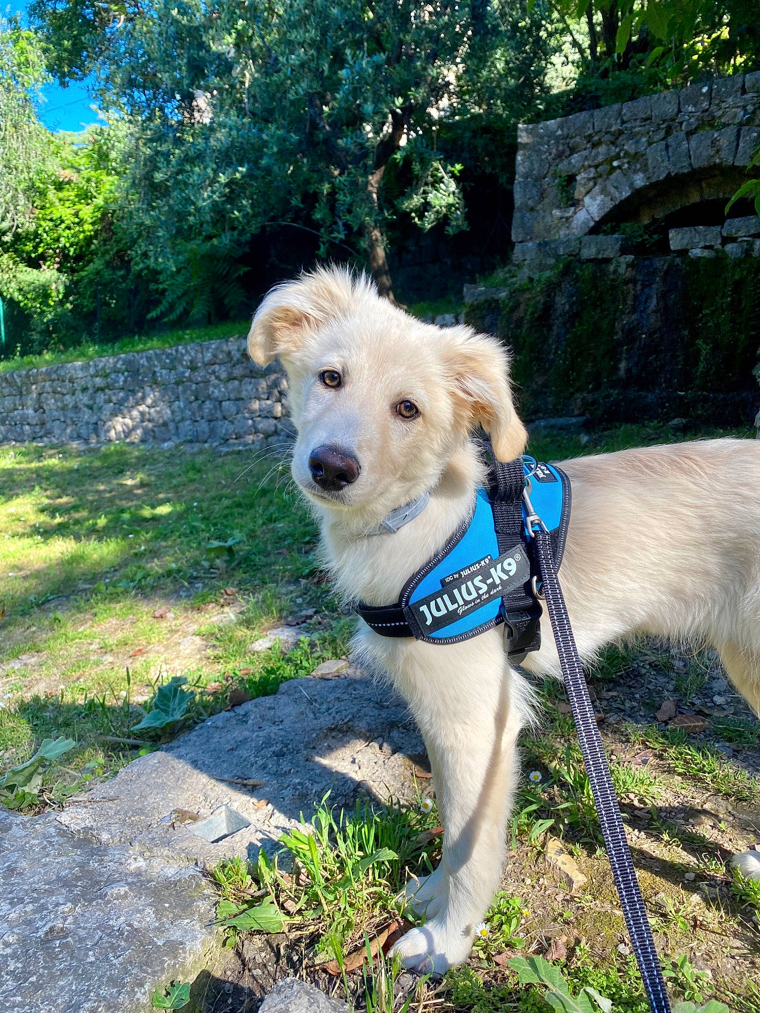 Aron participe au concours pour gagner de l'argent avec cette photo : adventure, canidae, carnivore, companion_dog, dog, dog_breed, dog_walking, fawn, goldendoodle, labradoodle, leash, mammal, rare_breed_dog, sporting_group, vertebrate
