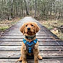 animal, boardwalk, bridge, canine, dog, grass, grove, land, nature, outdoors, path, pet, plant, puppy, trail, tree, vegetation, water, waterfront, woodland