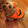 Lucy Lu joined the competition — help win amazing prizes! dog, costume, pumpkin, orange, pet, small_dog, floor, wooden_floor, brown_bag, indoor, cute, looking_up, festive, holiday, animal, fur, ears, eyes, nose, tail