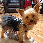 Lucy Lu is registered to the contest to win money with this photo: dog, small_dog, yorkshire_terrier, tutu, black_clothing, skull_design, pet, indoor, wooden_floor, carpet, furniture, leather_chair, curious, cute, animal, domestic_animal, ears, fur, standing, looking