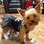 dog, small_dog, yorkshire_terrier, tutu, black_clothing, skull_design, pet, indoor, wooden_floor, carpet, furniture, leather_chair, curious, cute, animal, domestic_animal, ears, fur, standing, looking