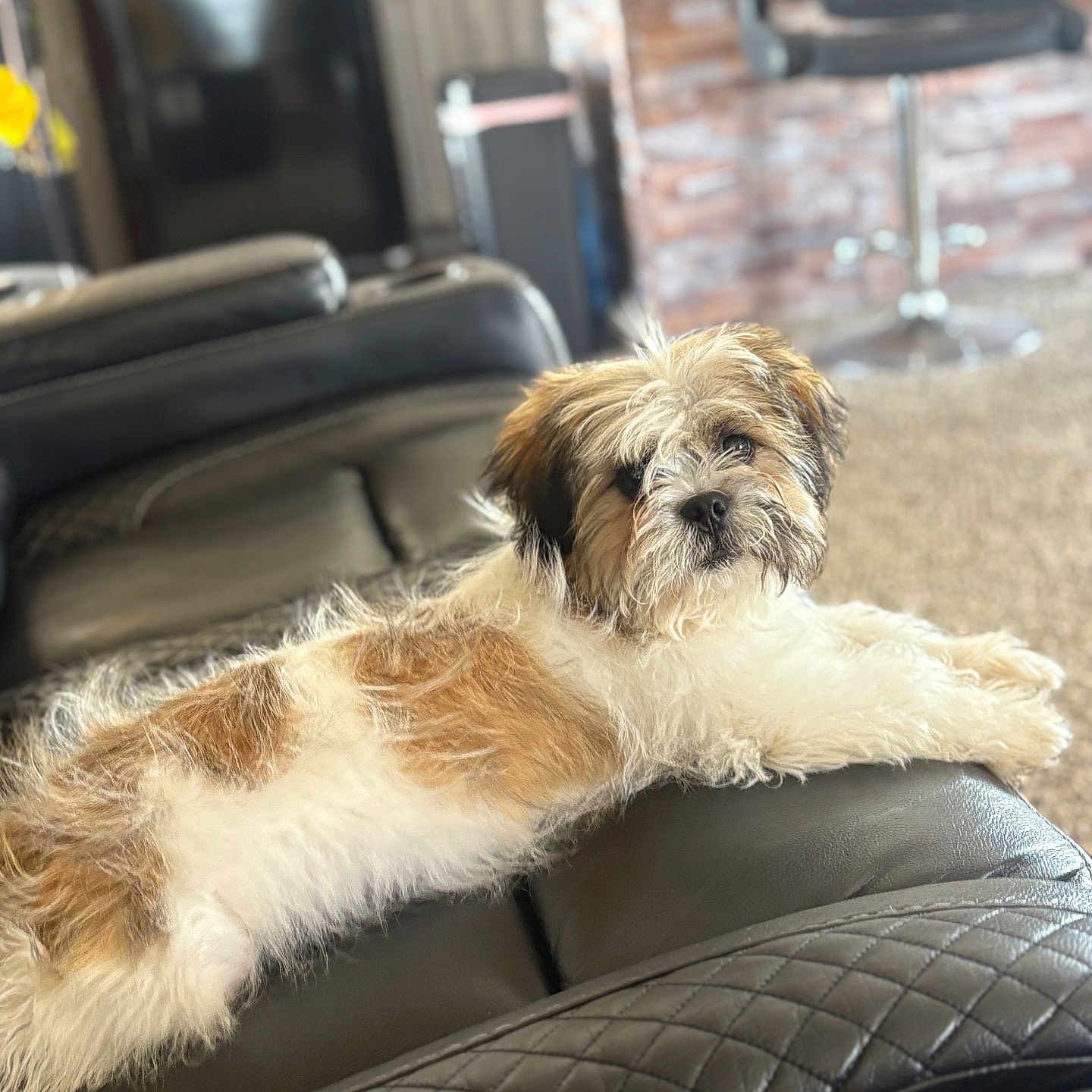 Roqui joined the competition — help win amazing prizes! affenpinscher, animal, architecture, armchair, building, canine, chair, cockerspaniel, couch, cushion, dog, furniture, homedecor, hound, indoors, livingroom, pet, puppy, room, terrier