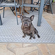 Mady participe au concours pour gagner de l'argent avec cette photo : animal, architecture, bulldog, canine, chair, desk, dog, flagstone, frenchbulldog, furniture, hardwood, path, pet, pitbull, plywood, puppy, slate, table, walkway, wood