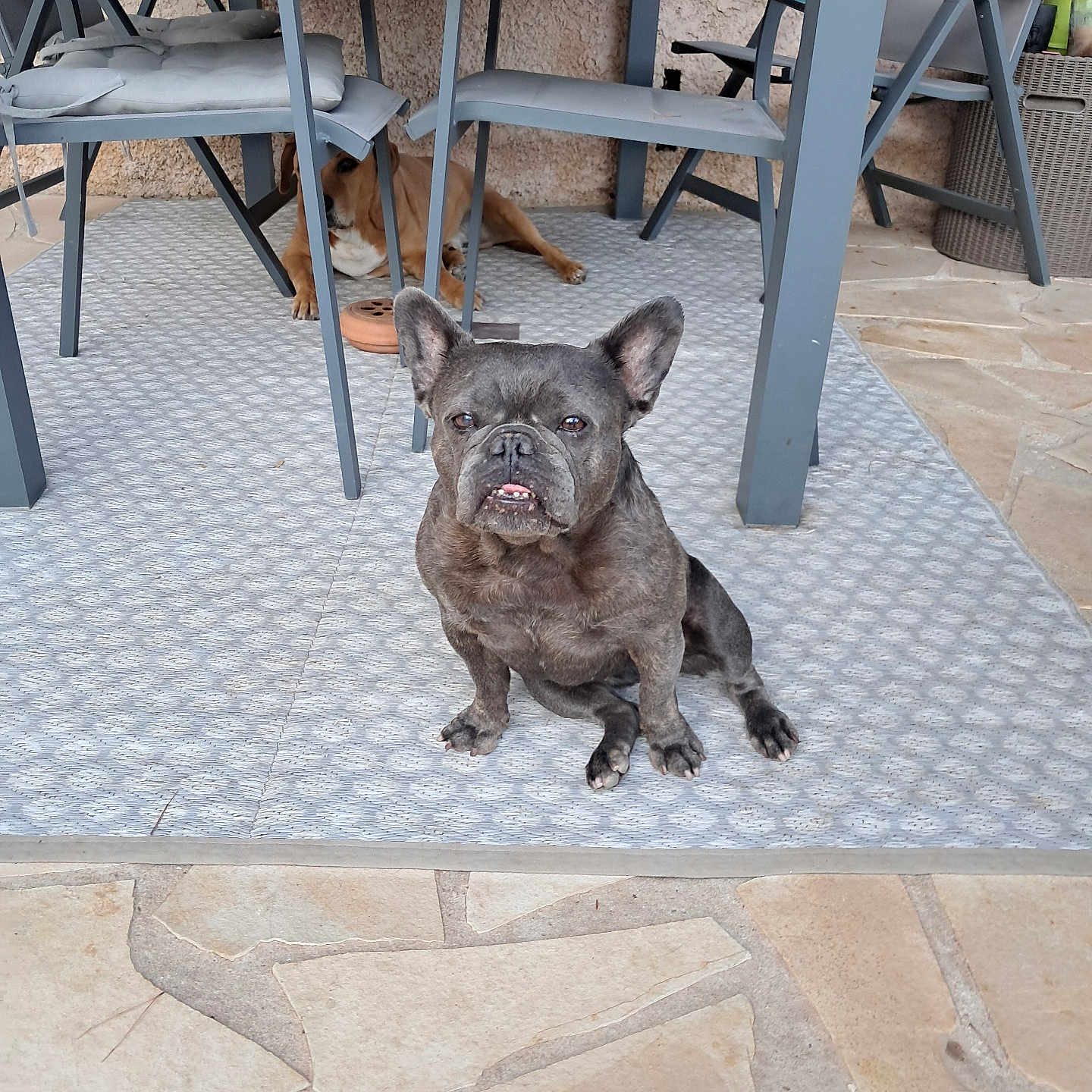 Mady participe au concours pour gagner de l'argent avec cette photo : animal, architecture, bulldog, canine, chair, desk, dog, flagstone, frenchbulldog, furniture, hardwood, path, pet, pitbull, plywood, puppy, slate, table, walkway, wood