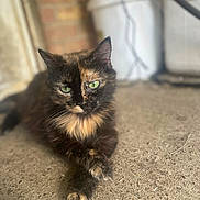 Faith joined the competition — help win amazing prizes! cat, tortoiseshell_cat, green_eyes, feline, pet, fur, whiskers, paws, crossed_paws, sitting, lounging, outdoor, pavement, concrete, sunlight, portrait, close_up, brick_wall, building, relaxed