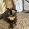 cat, tortoiseshell_cat, green_eyes, feline, pet, fur, whiskers, paws, crossed_paws, sitting, lounging, outdoor, pavement, concrete, sunlight, portrait, close_up, brick_wall, building, relaxed