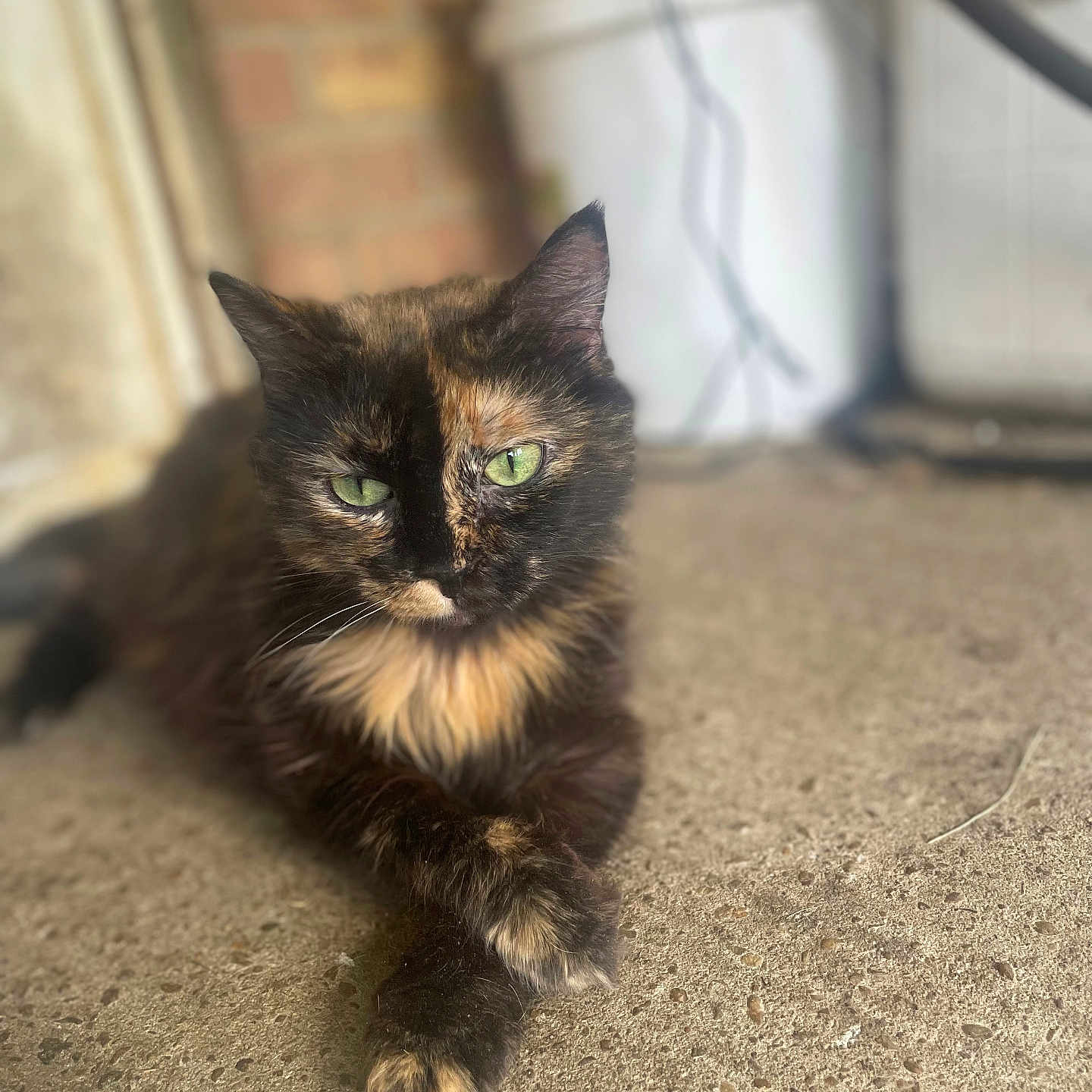 Faith joined the competition — help win amazing prizes! cat, tortoiseshell_cat, green_eyes, feline, pet, fur, whiskers, paws, crossed_paws, sitting, lounging, outdoor, pavement, concrete, sunlight, portrait, close_up, brick_wall, building, relaxed