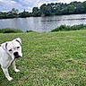 animal, canine, cloudy_sky, dog, grass, greenery, landscape, leash, mammal, nature, outdoor, park, pet, pond, river, sad_expression, summer, trees, water, white_dog